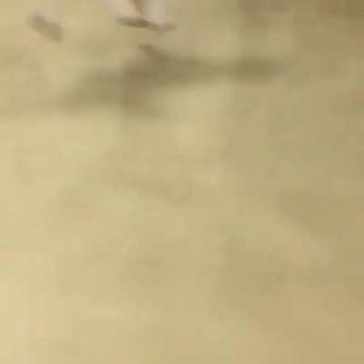 The rare post-elevator circular zoomies.