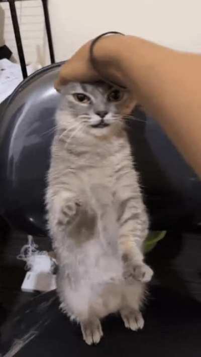 he will be shifted through all five gears