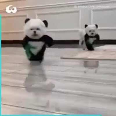 Too cute! I got the flair right.