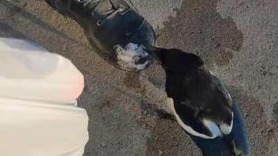 my pet magpie Sally literally Laughing Her Ass Off after pecking my leg 😂🤣