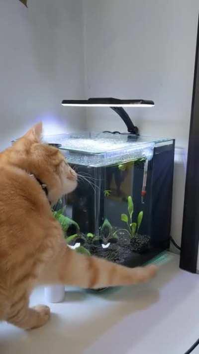 Someone is confused about refraction