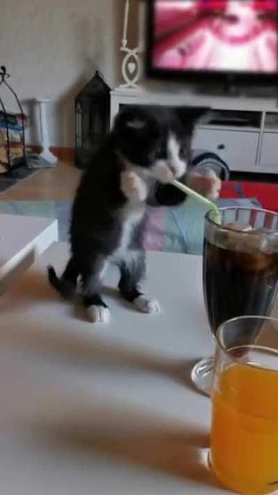 Kitten Tries to Grab Straw Placed in Glass of Soft Drink and Bite it.