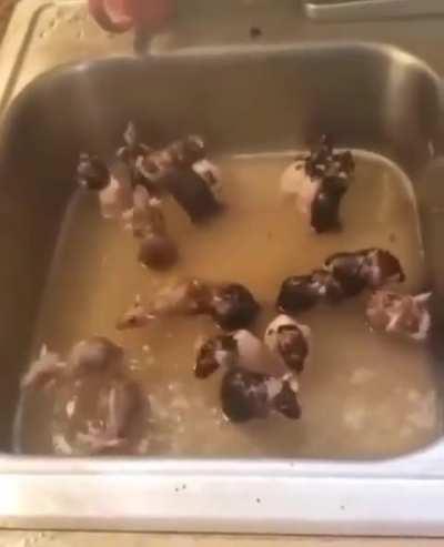 Sem peste negra desta vez🐀👍