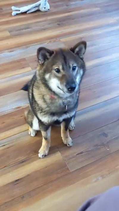 The watermelon is no longer a threat!