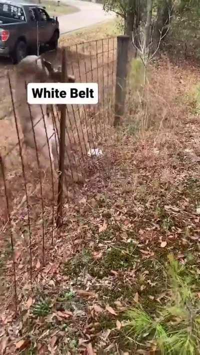 Saving a deer trapped in a fence