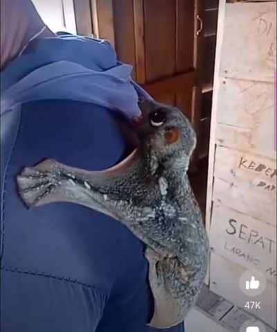 Am I the only person that never realized thus creature even exists? it looks like a little seal that can glide.