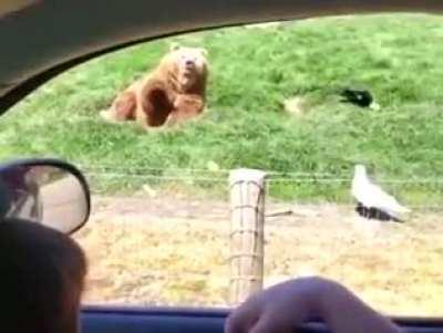 mAn tHrOwS ShArP PrOjEcTiLe aT InNoCeNt bEaR AnD SlIcEs iT'S HeAd oFf