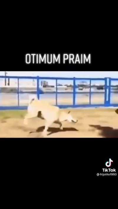 Itimum praim