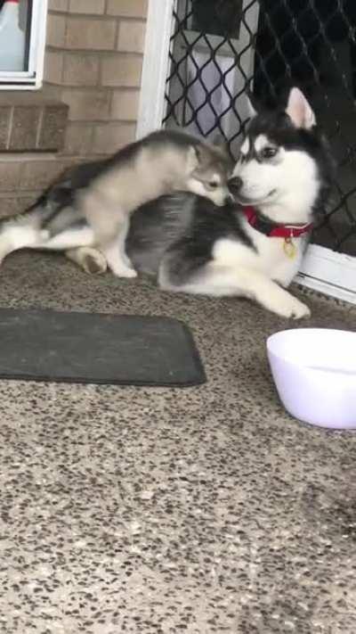 He’s a little bit clumsy