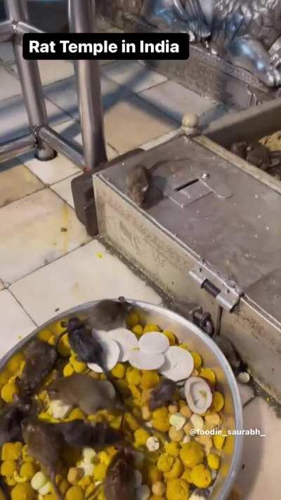Rat Temple in India 