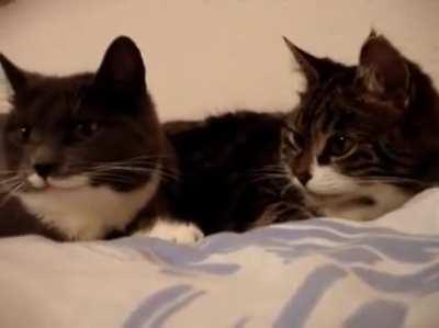 Two cats talking to each other. (0:56) (Speaker ON)