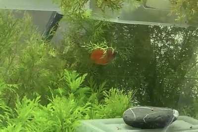 When ur dog finds a huge stick at the park