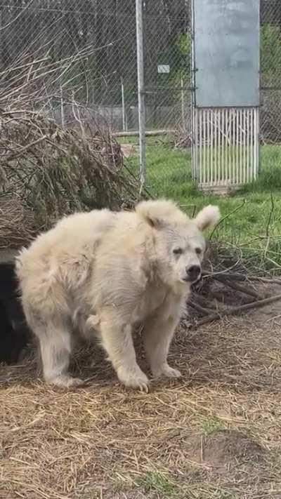 A bear emerging from hibernation (credit to whiterockbearsanctuary)