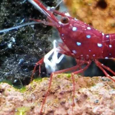 Sulawesi grazing on biofilm