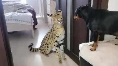 Conflict Resolution (Meow)