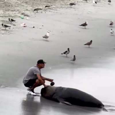 This man in Chile removed plastic wrapped around this sea lion's neck, thus saving him. Sea lion never forgot. He visits the beach daily to interact with his human friend..