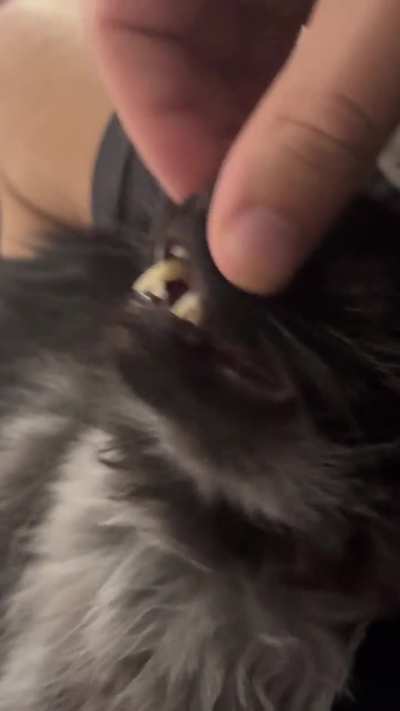 Grendel and his ridiculous love for nose scratches