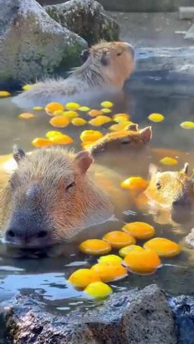 fLuFfy MaMmalS BOileD alive