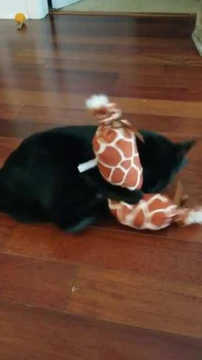 My little guy turned 1 yesterday, here he is with his present❤😻