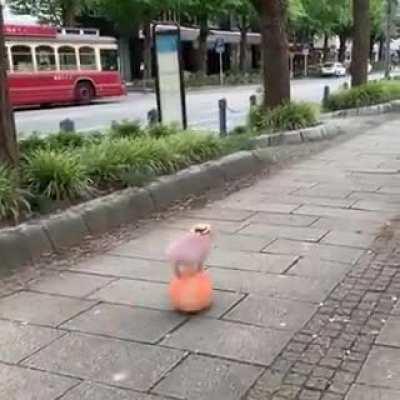 Этот микро хрючель на шарике точно поднимет тебе настроение в этот хмурый осенний день...