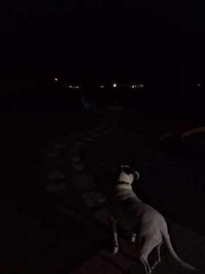 dOg LoOkS aRoUNd iN PanIc As He HeArS tHe BaRKs oF xMaS pAsT