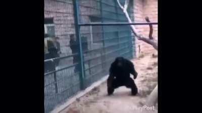 Monke is anger with stinky hoomans