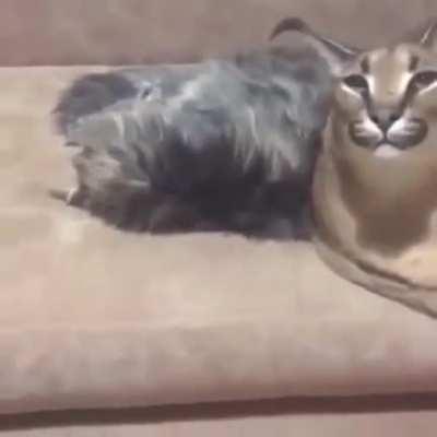 Floppa keeping an eye on Justin