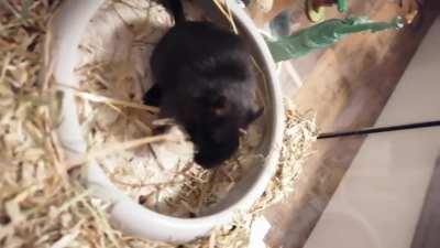 Hay is good 🤤😂