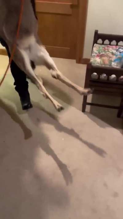 He's really goin through it rn. Free my boi