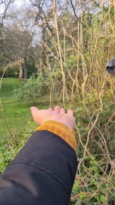 Spent lockdown becoming a Disney princess