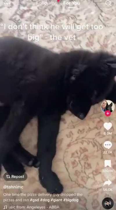 umm ma’am that’s a Wolf