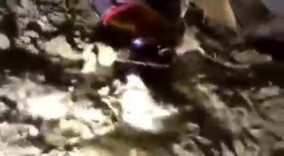 Who knows this little poison Russian dwarf ?