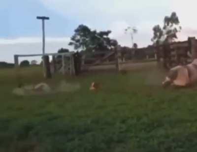 Bull kicks man in mid air