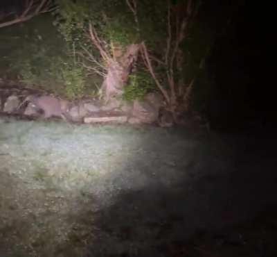 Kiwion, The Beast of New Zealand