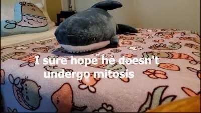 My blahaj multiplied