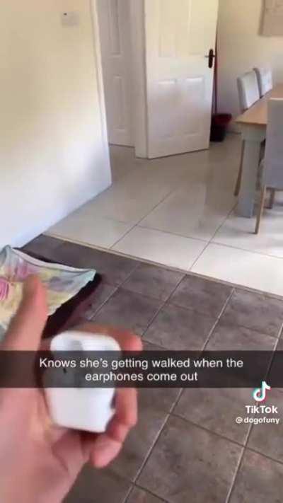 Is this proof of convergent evolution? : Doggos being doggos