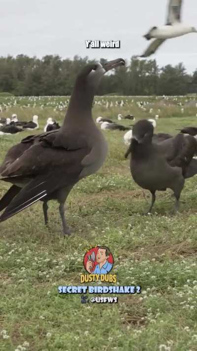 Birds greeting eachother