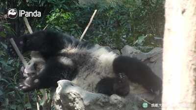 A panda a day keeps the sorrow away