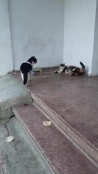 Totally scared the purr out of her