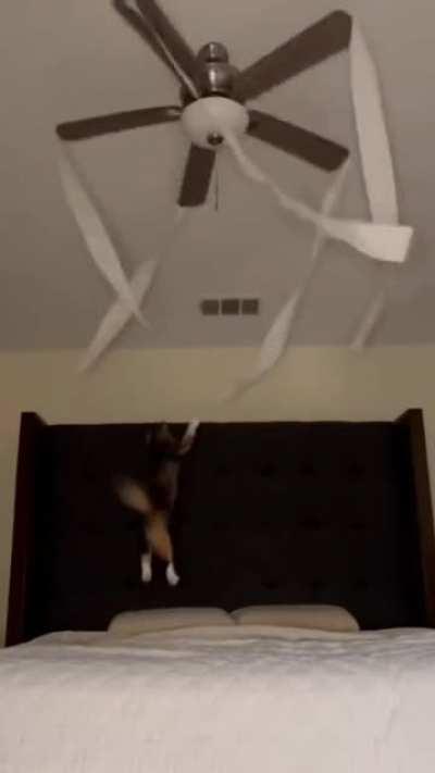 Midnight Shenanigans