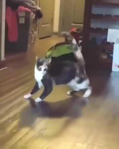 What is your cat doing?