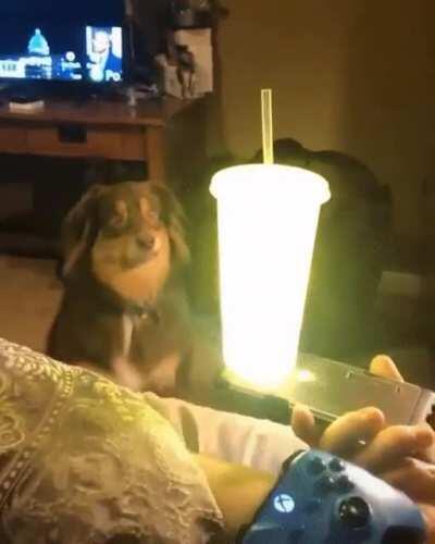 A dog becomes a believer