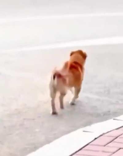 Delightfully Derpy Dogs