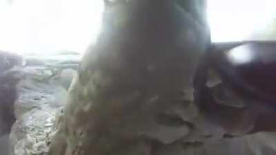 Thanks I hate wasp car