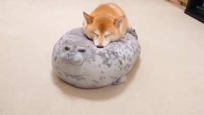 Shiba sleeping on a chunky seal pillow