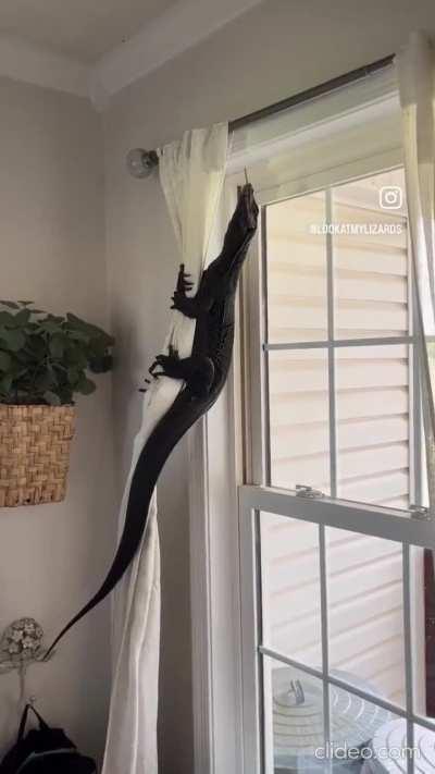 rainworld lizard irl😨