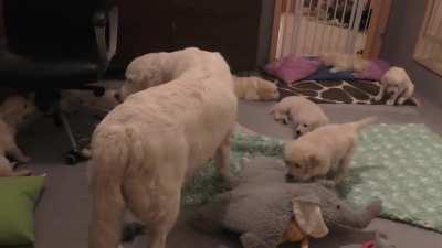 Mom Dog teaches her 8 weeks old puppies to be calm...