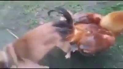 MOOOOM! DOG'S FUCKING THE CHICKEN!!!