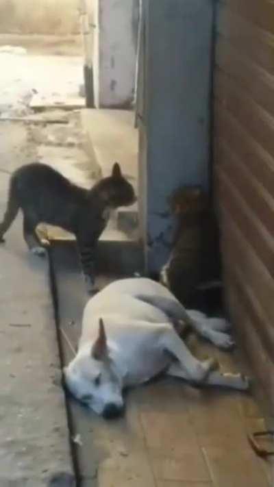 All he wanted was to sleep peacefully