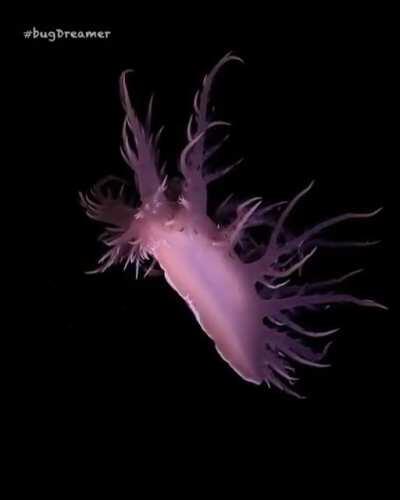 There are 5 species of sea slugs found in the ocean depths. This is probably one of these dancing nudibranches.